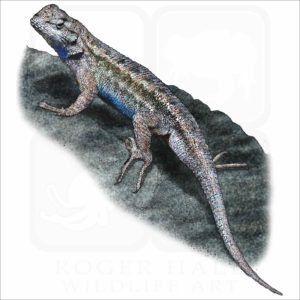 Western Fence Lizard illustration