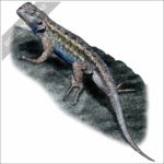 Western Fence Lizard stock image