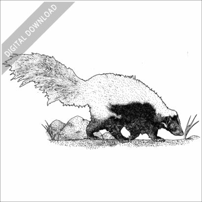 Hooded Skunk