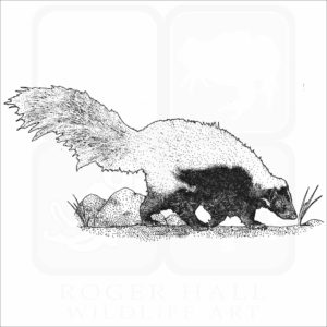 Hooded Skunk