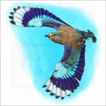 Indian Roller illustration