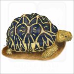 Indian Star Tortoise illustration