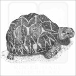 Indian Star Tortoise