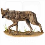 Indian Wolf illustration