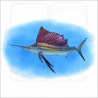 Indo-Pacific Sailfish illustration