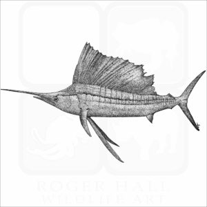 Indo-Pacific Sailfish