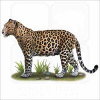 Indochinese Leopard illustration
