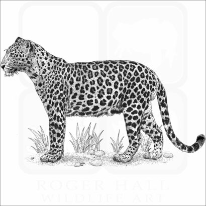 Indochinese Leopard