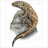 Island Night Lizard illustration