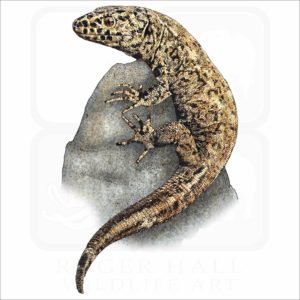 Island Night Lizard illustration