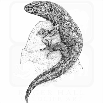 Island Night Lizard