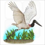 Jabiru Stork illustration