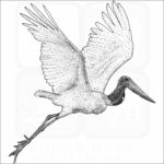 Jabiru Stork