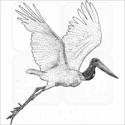 Jabiru Stork