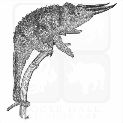 Jackson's Chameleon