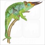 Jackson's Chameleon illustration