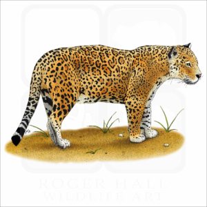 Jaguar illustration