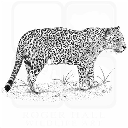 Jaguar