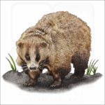 Japanese Badger illustration