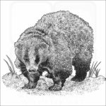Japanese Badger