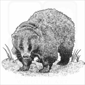 Japanese Badger