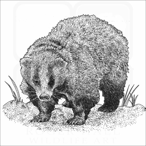 Japanese Badger