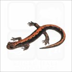 Japanese Clawed Salamander illustration