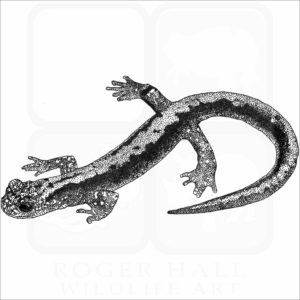 Japanese Clawed Salamander