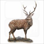 Sika Deer illustration