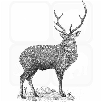 Sika Deer