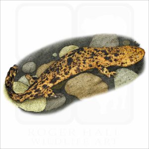 Japanese Giant Salamander illustration