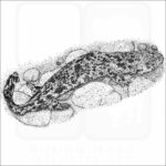 Japanese Giant Salamander
