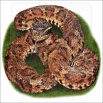 Japanese Mamushi illustration