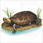 Japanese Pond Turtle illustration