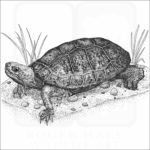 Japanese Pond Turtle