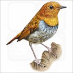 Japanese Robin illustration