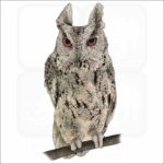 Japanese Scops Owl illustration