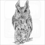 Japanese Scops Owl