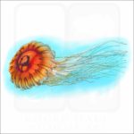 Japanese Sea Nettle illustration