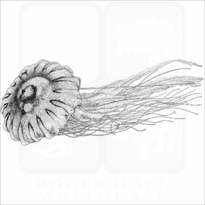 Japanese Sea Nettle