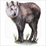 Japanese Serow illustration