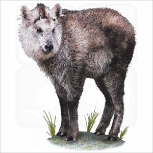 Japanese Serow illustration