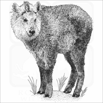 Japanese Serow