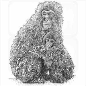 Japanese Snow Monkeys