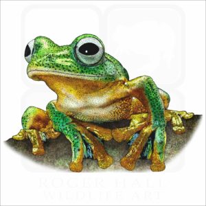 Javan Gliding Frog illustration