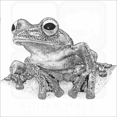 Javan Gliding Frog