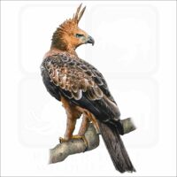 Javan Hawk Eagle illustration