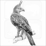 Javan Hawk Eagle
