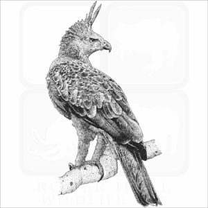 Javan Hawk Eagle