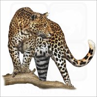Javan Leopard illustration